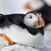 puffin_atlantic_msi_h_0567_can1595.jpg